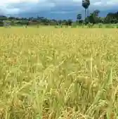Rice Procurement